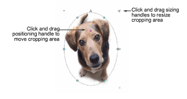CropDog10.png