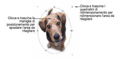 CropDog10.png