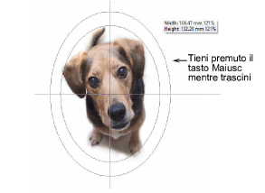 CropDog11.png