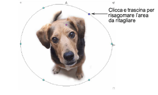 CropDog12.png