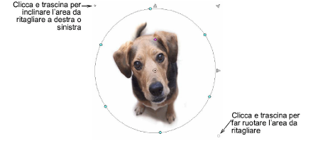 CropDog14.png
