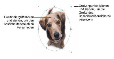 CropDog10.png