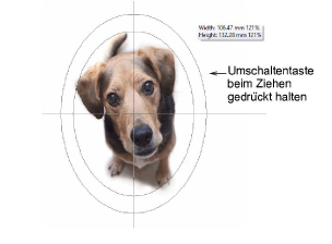 CropDog11.png