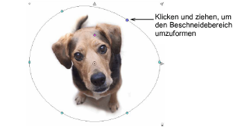 CropDog12.png