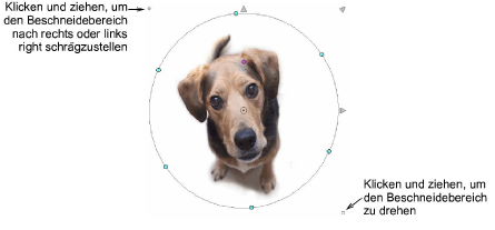 CropDog14.png