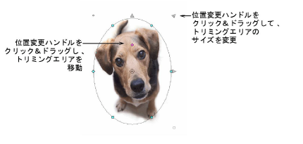 CropDog10.png