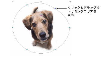CropDog12.png