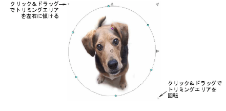 CropDog14.png
