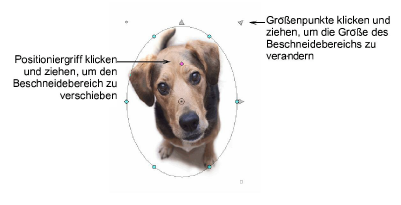 CropDog10.png