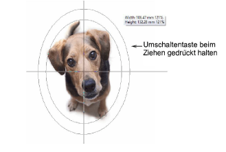 CropDog11.png