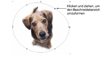 CropDog12.png