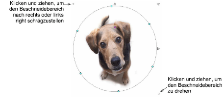 CropDog14.png