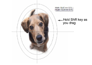 CropDog11.png