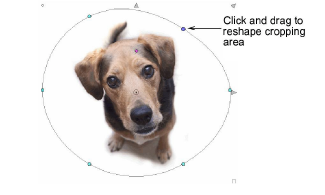 CropDog12.png