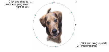CropDog14.png