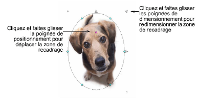 CropDog10.png