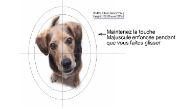 CropDog11.png
