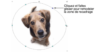 CropDog12.png