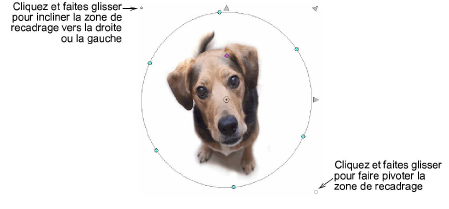 CropDog14.png
