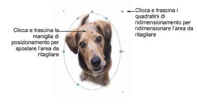 CropDog10.png