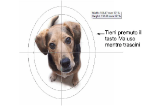 CropDog11.png