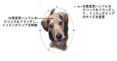CropDog10.png