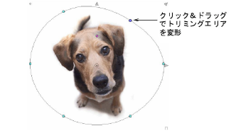 CropDog12.png