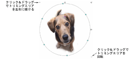 CropDog14.png